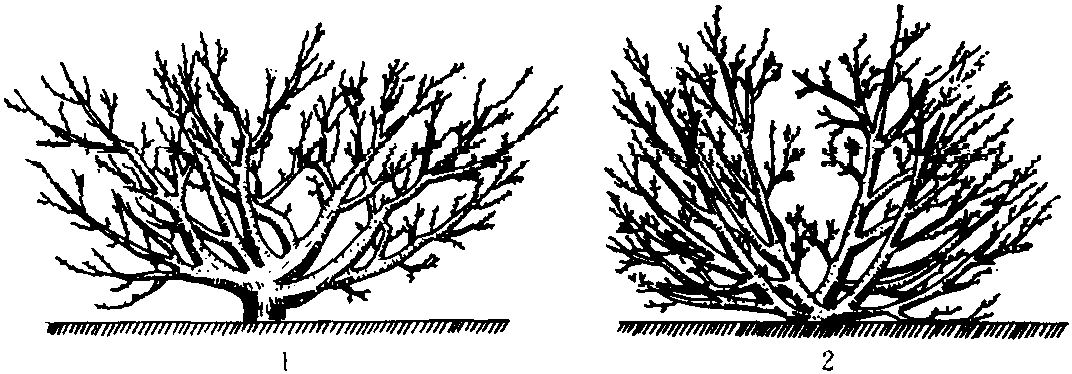 一、主要豐產(chǎn)樹(shù)形